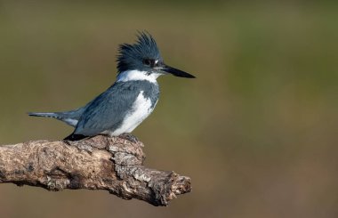 Florida 'da kemerli bir balıkçı. 