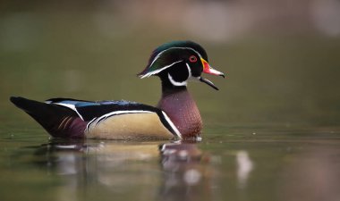 Erkek bir odun ördek