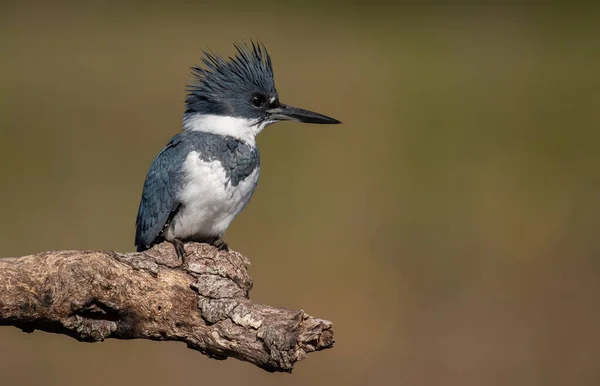 Florida 'da kemerli bir balıkçı. 