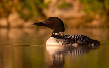 Maine 'de bir gölde sıradan bir dalgıç kuşu