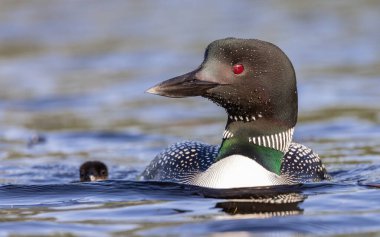 Maine 'de bir gölde sıradan bir dalgıç kuşu