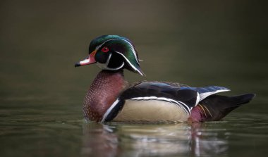 Derede bir erkek ördek