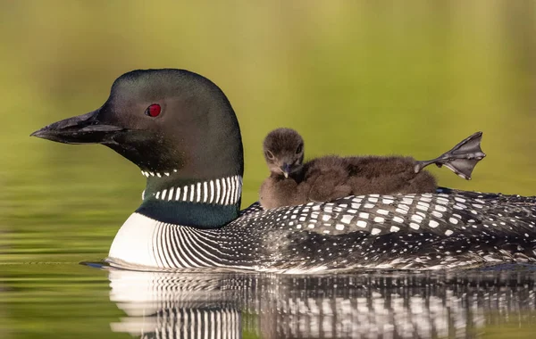 Common Loon Maine Lake — Stock Photo, Image