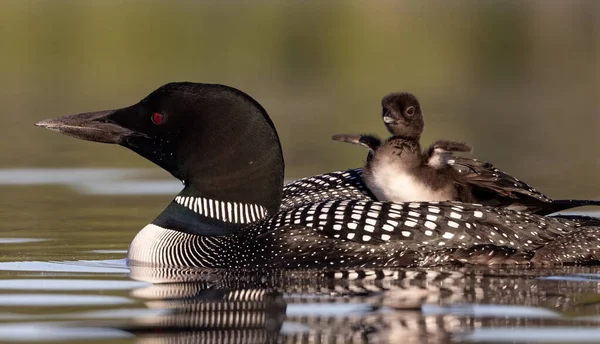 Common Loon Maine Lake — Stock Photo, Image