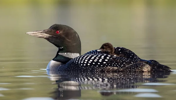 Common Loon Maine Lake — Stock Photo, Image