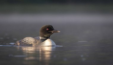 Maine 'de bir gölde sıradan bir dalgıç kuşu