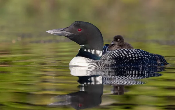 Maine 'de sıradan bir ahmak ve piliç 
