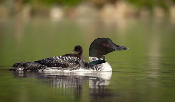 Common Loon Chick Maine — Stock Photo, Image