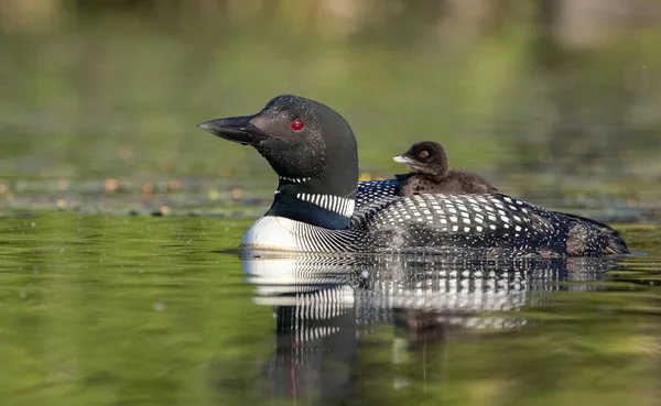 Common Loon Chick Maine Stock Picture