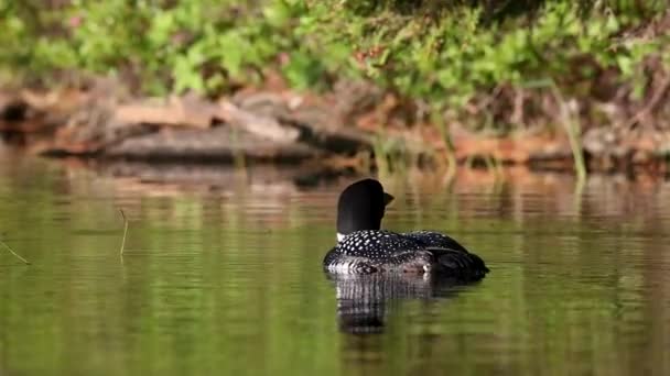 Vídeo Loon Comum Lago Maine — Vídeo de Stock