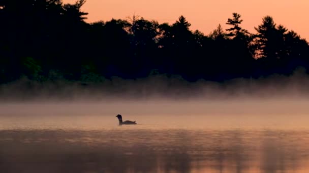 Běžné Loon Video Jezeře Maine — Stock video