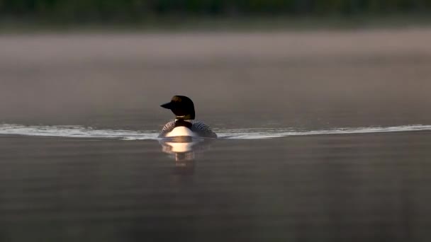 Клип Common Loon Озере Штате Мэн — стоковое видео