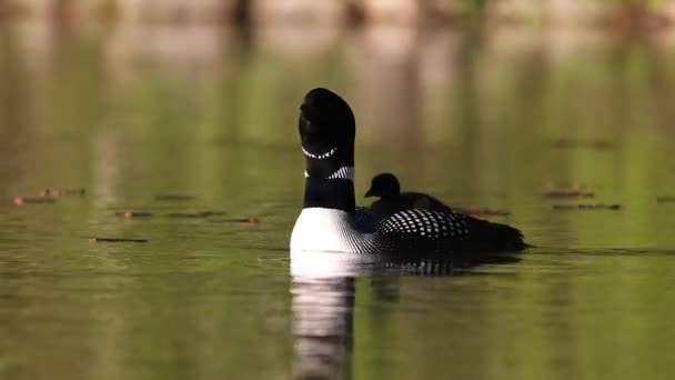 Ein Common Loon Video Auf Einem See Maine — Stockvideo