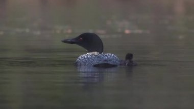 Maine 'de Bir Gölde Ortak Bir Deli Videosu 