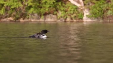 Maine 'de Bir Gölde Ortak Bir Deli Videosu 