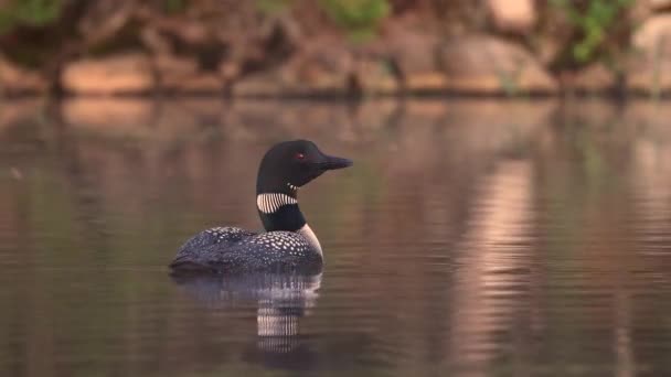 Клип Common Loon Озере Штате Мэн — стоковое видео