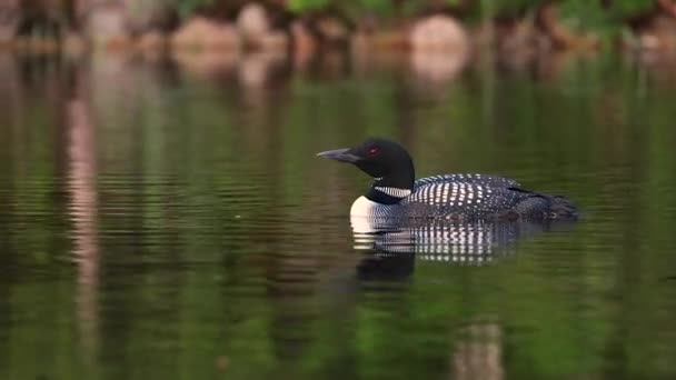 Common Loon Video Lake Maine — Stock Video