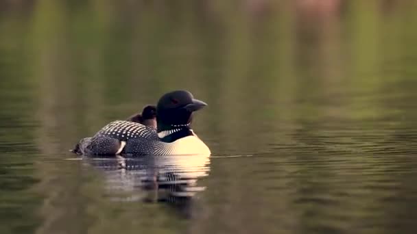 Ein Common Loon Video Auf Einem See Maine — Stockvideo