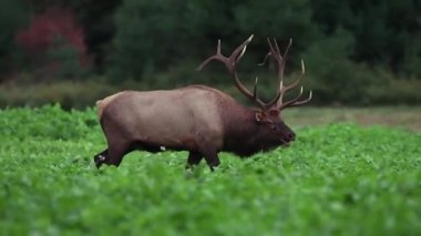 Rut sırasında Geyik Video Klibi