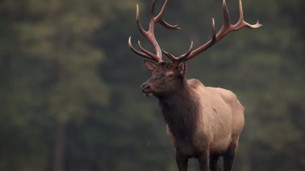 Clipe Vídeo Alce Durante Rotina — Vídeo de Stock