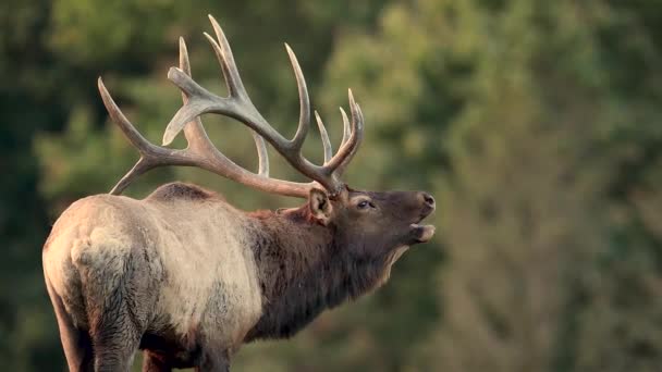 秋天里的公牛麋鹿视频剪辑 — 图库视频影像