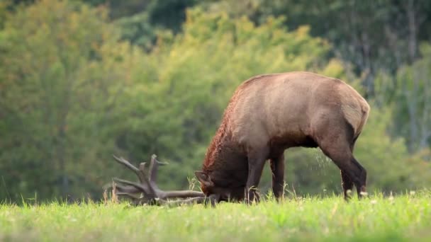 Bullenelch Videoclip Herbst Während Der Rut — Stockvideo