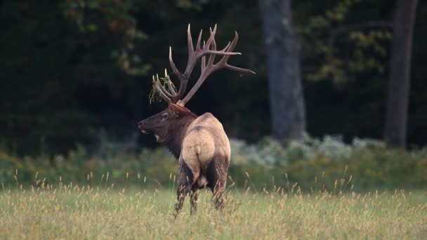 Bull Elk Video Clip Outono Durante Rotina — Vídeo de Stock