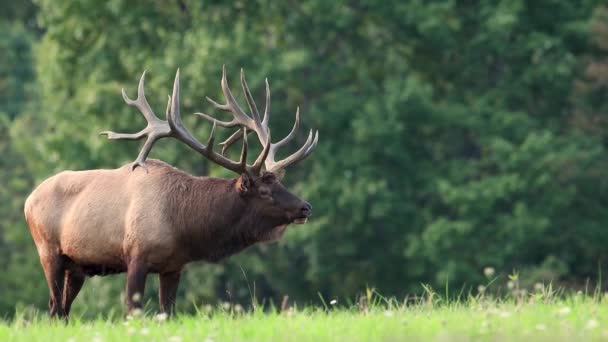 Bull Elk Video Clip Outono Durante Rotina — Vídeo de Stock