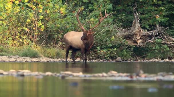 Bullenelch Videoclip Herbst Während Der Rut — Stockvideo