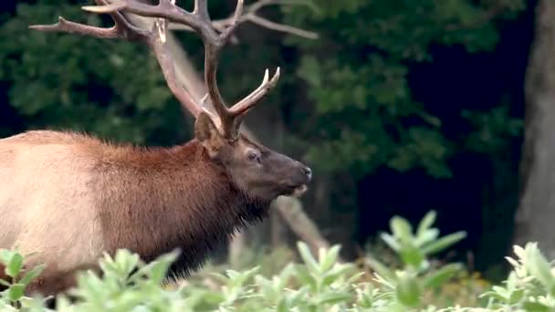 Bullenelch Videoclip Herbst Während Der Rut — Stockvideo