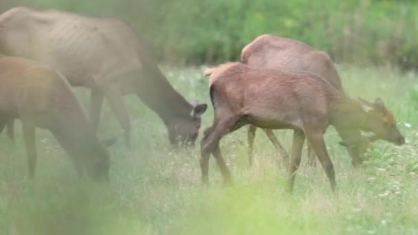 Bullenelch Videoclip Herbst Während Der Rut — Stockvideo