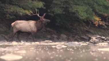 Rut sırasında Geyik Video Klibi 