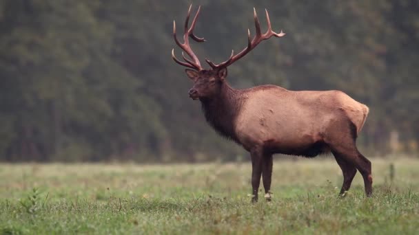 Elk Video Clip Tijdens Rut — Stockvideo