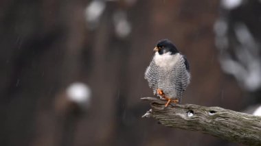 Peregrine Falcon Video Klibi