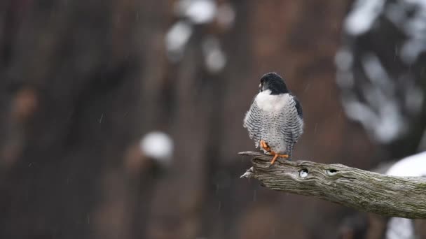 Видеоклип Peregrine Falcon — стоковое видео