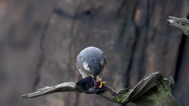 Peregrine Falcon โอคล — วีดีโอสต็อก