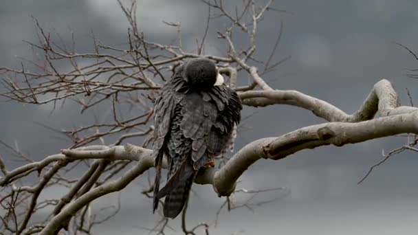 Видеоклип Peregrine Falcon — стоковое видео