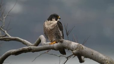Peregrine Falcon Video Klibi