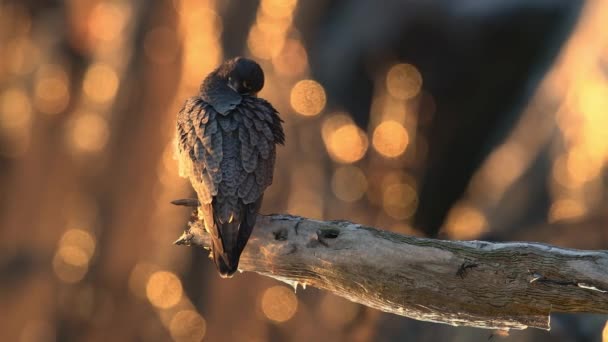 Peregrine Falcon Video Clip — Stockvideo