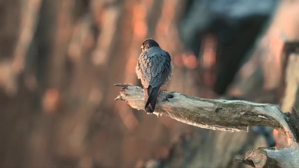 Видеоклип Peregrine Falcon — стоковое видео