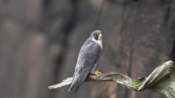 Peregrine Falcon โอคล — วีดีโอสต็อก