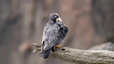 Peregrine Falcon Video Klibi