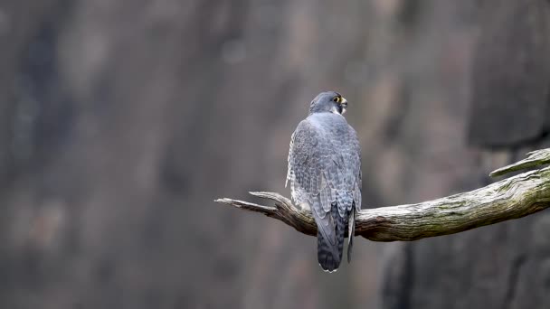 Peregrine Falcon Video Clip — Stockvideo