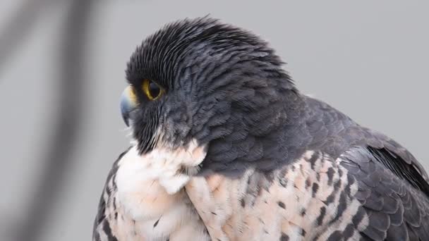 Peregrine Falcon Video Klibi — Stok video