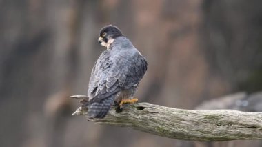 Peregrine Falcon Video Klibi