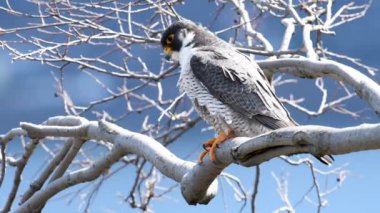 Peregrine Falcon Video Klibi