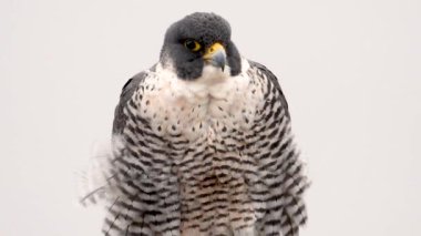 4k içinde Peregrine Falcon Video Klibi