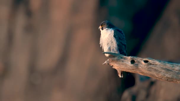 Clipe Vídeo Peregrine Falcon — Vídeo de Stock