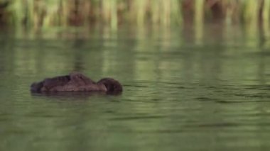 Maine 'de Yaygın Bir Ahmağın Video Klibi 