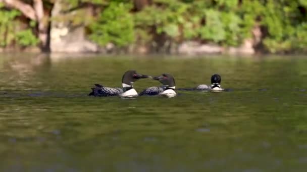 Видеоклип Common Loon Maine — стоковое видео